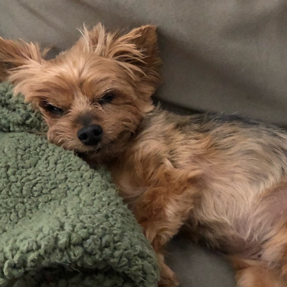 Meet your Posher, Jamie